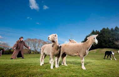 Rotorua Sights: Te Puia, Rainbow Springs and Agrodome with GreatSights