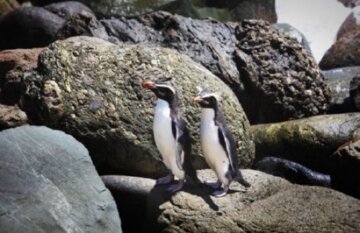 The Hollyford Wilderness Experience - Day 4