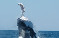 Deluxe Megafauna Swim with Exmouth Dive and Whaleshark