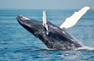 Whale Watching Tour with Noosa Ocean Rider