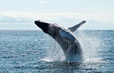 Whale Watching Tour with Noosa Ocean Rider