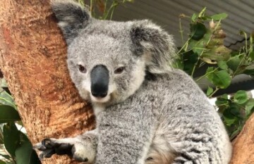 VIA Travel: Best of East Coast Australia - Day 3