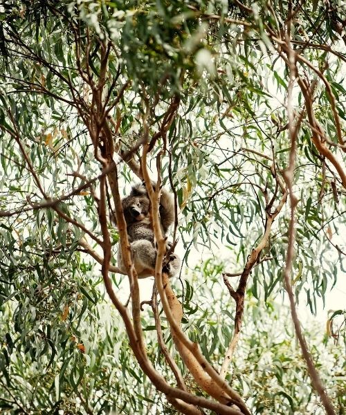 Koala - Credit: Tourism Australia