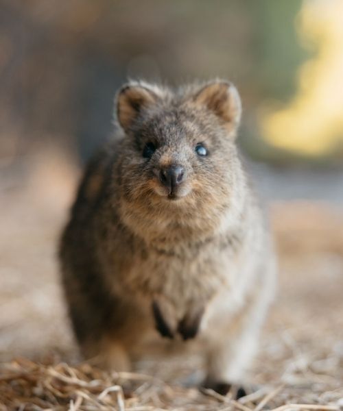 Quokka - Credit: Tourism Australia