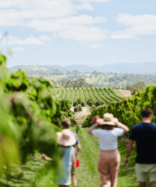 CherryHill Orchards in Yarra Valley