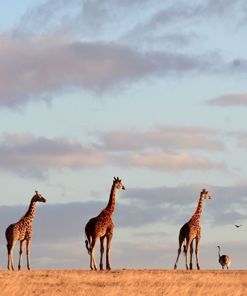 Monarto Safari Resort