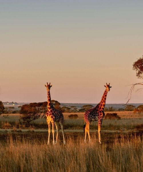 Monarto Safari Resort