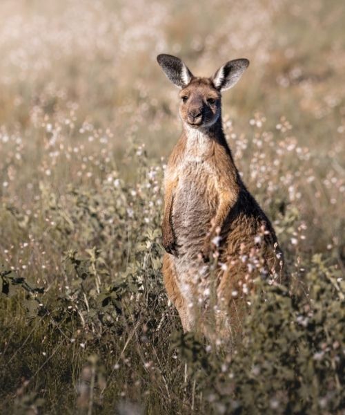 Wallaby at Flinders Ranges - Credit: Adam Edwards