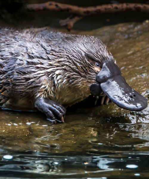 Platypus - Credit: Ash Thomson Photography