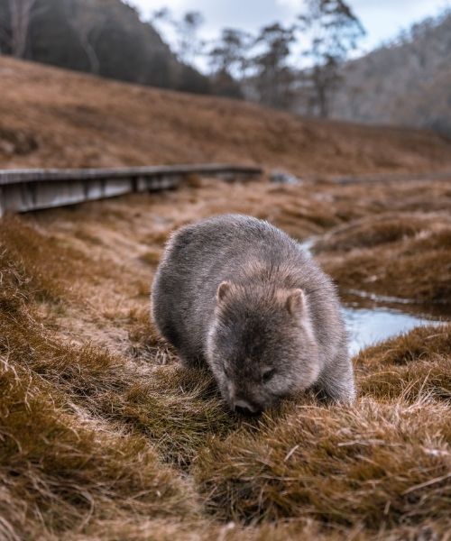 Wombat eating grass in Tasmania - Credit: Jess Bonde