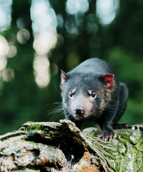 Tasmanian Devil at Cradle Mountain - Credit: Tourism Australia