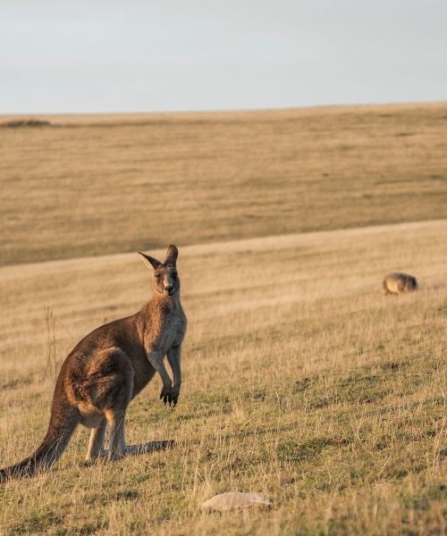 The Maria Island Walk - Credit: Tourism Australia