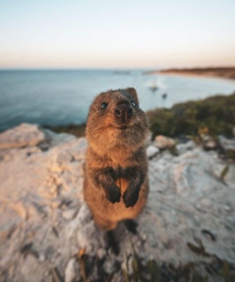 Quokka - Credit: Tourism Australia