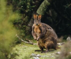 Maria Island, East Coast Tasmania - Credit: Tourism Australia