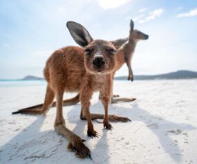 Kangaroo - Credit: Tourism Australia