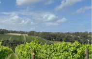 Mornington Peninsula Wine & Sightseeing Private Tour with Immersed Tours