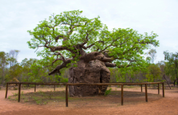 Intrepid Travel: Kimberley Trail - Day 1