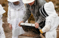 Beekeeping Experience Tour with Island Beehive, Home of The Kangaroo Island Ligurian Bee Co