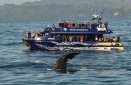 Christchurch to Kaikoura Day Tour with Whale Watch