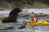 Guided Seal Kayaking Half Day Experience with Kaikoura Kayaks