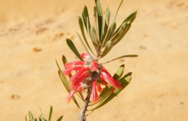 Kalbarri National Park