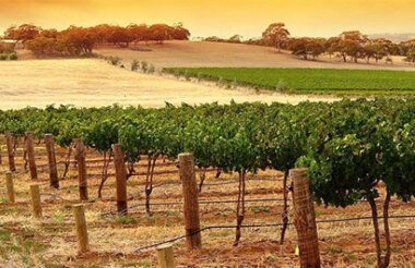 Half Day Food and Wine Tour with Kangaroo Island Trails