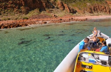 Island Explorer Tour & Dolphin Swim with Kangaroo Island Marine Adventures
