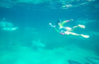Island Explorer Tour & Dolphin Swim with Kangaroo Island Marine Adventures