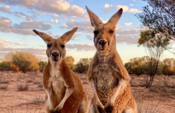 Journey Beyond: Red Centre Spectacular - Day 3 Journey Beyond: Red Centre Spectacular - Day 3