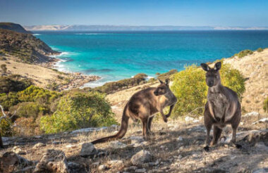 Sea Dragon Kangaroo Island Three Night Experience