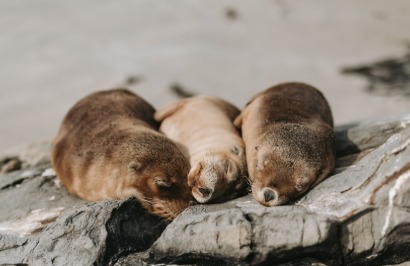 The Great Southern Ocean Vacation - Day 5