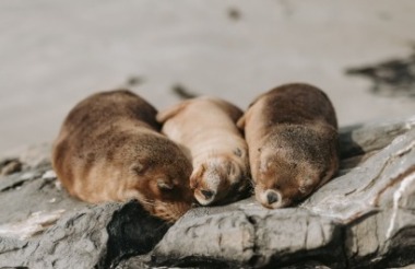 Discover everything New Zealand has to offer with these great vacation packages