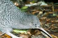 Kapiti Island Nature Tours - Overnight Kiwi Spotting Tour