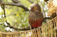 Kapiti Island Day Tour - Lunch Included