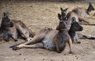 Kangaroo Island Wildlife Park - suggested activity