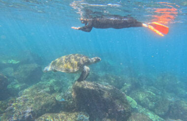 Swim with Turtles Tour with Kiff & Culture