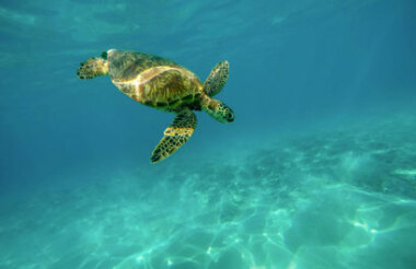 Swim with Turtles Tour with Kiff & Culture