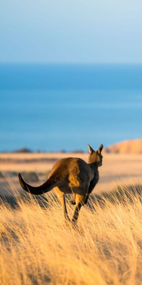 Credit to South Australian Tourism Commission