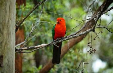 Buchan Caves Reserve - suggested activity