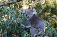 Koala Conservation Reserve Admission