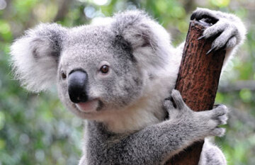 Australia's East Coast Luxury Escape - Day 7