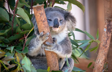 Australia's East Coast Luxury Escape - Day 7