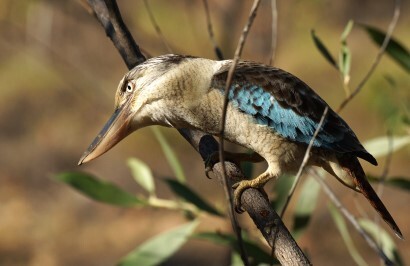 The Kimberley Discovery - Day 9