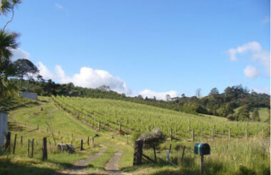 Great Tastes Half Day Kumeu Wine Country Tour including Lunch with Bush and Beach