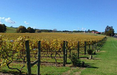 Great Tastes Half Day Kumeu Wine Country Tour with Lunch