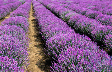 Great Journeys of New Zealand - Signature Flavours of Aotearoa New Zealand Tour - Day 6