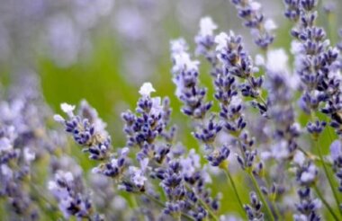 Lavendyl Lavender Farm