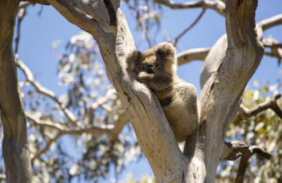 Ultimate Kangaroo Island Roadtrip - Day 5