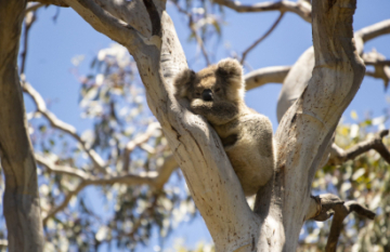 Ultimate Kangaroo Island Roadtrip - Day 5