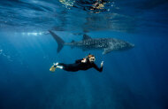 Swim with Whale Sharks with Live Ningaloo - Lunch Included